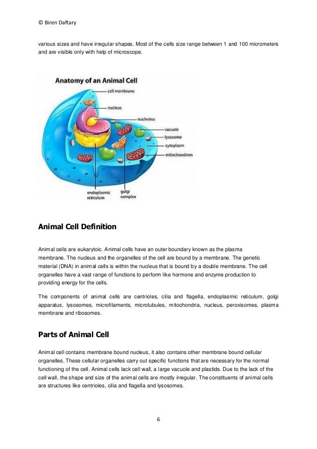 cellular organization pdf organization of cell 11th notes